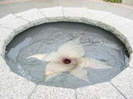 WhirlPool Flower